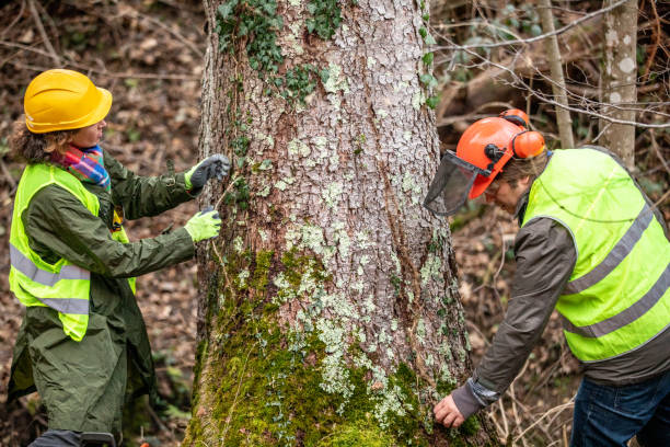 Trusted Richmond Hill, GA Tree Removal Services Experts