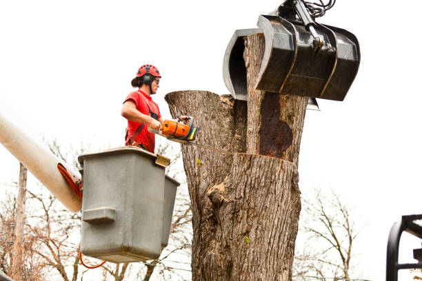 How Our Tree Care Process Works  in  Richmond Hill, GA